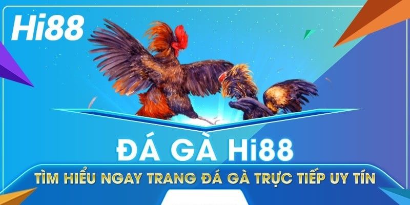 Sân chơi quy tụ đầy đủ các trận đá gà nòi, gà Mỹ, cựa sắt, gà cựa dao, gà tre